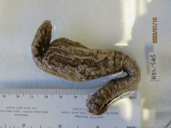 Media type: image;   Invertebrate Zoology HOL-565 Description: Preserved specimen.;
